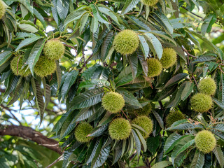 たわわに実ったイガグリ