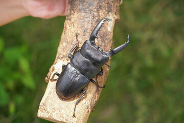 パラワンオオヒラタクワガタ