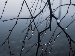 Foggy forest in the rain, drops of water sparkle on the branches, creating an atmosphere of calm and solitude in nature