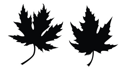 Silhouette of Japanese Maple Leaves. Plants and trees concept vector art