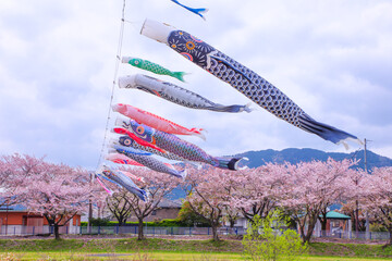 相川水辺公園、満開の桜と春の風にたなびく鯉のぼり