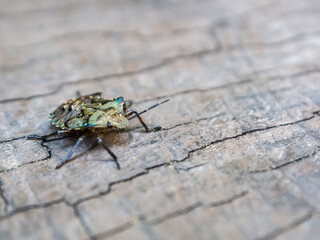 A close-up view of the bedbug with detailed textures and vibrant colors, highlighting its uniqueness and natural beauty