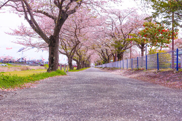 鯉のぼりとさくらの花びらが舞う桜並木
