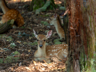 木陰で休む奈良公園の子鹿