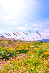 青空と菜の花と満開の桜、春風に泳ぐ鯉のぼり
