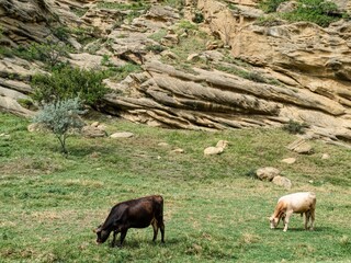 young cow on a green meadow