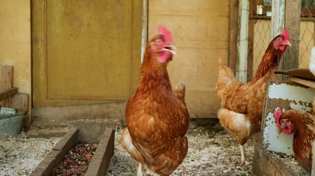 Free-range red hen walking and cackling in the coop. Organic chicken poultry in the village. Summer, rural scene.