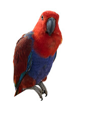 red and yellow macaw