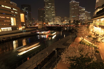 横浜市役所周辺の夜桜の風景