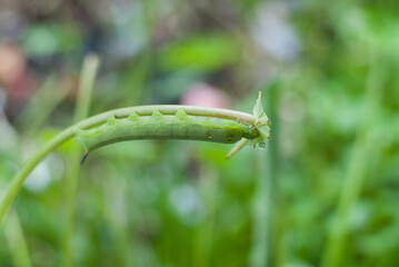 Detailed close-up of a green caterpillar resting on a leaf, showcasing the intricate patterns and textures of the insect in its natural habitat.