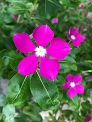 Obraz premium Cayenne Jasmine with blooming petals, a vibrant floral masterpiece in nature's garden.