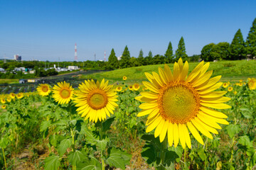 ヒマワリ畑（愛知県日進市）