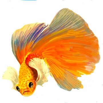 Gold Siamese fighting fish or ikan cupang