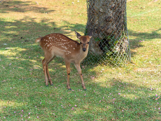 奈良公園の可愛い子鹿