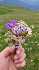 beautiful flowers in svaneti mountains