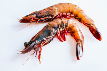 天然有頭海老　イリアンタイガー