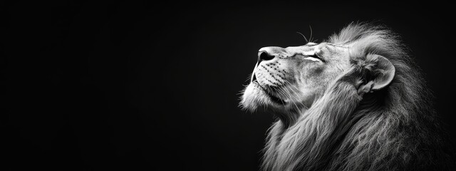  A black-and-white image of a lion with its head tilted, gazing at the sky