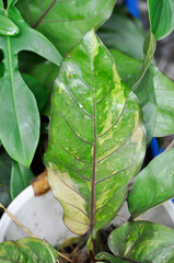 Fototapeta premium Anthurium Renaissance or Anthurium Renaissance plant , bicolor leaf