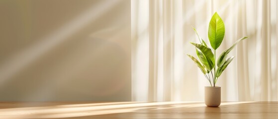  A potted plant atop a sunlit wooden table by a window; sunlight filters in through curtains