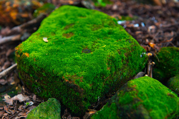 Top view of stone podium cover by green moss for a product display stand, natural scenery landscape.