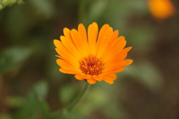 orange flower