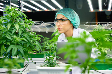 female scientist looking and checking hemp or cannabis plants in the greenhouse