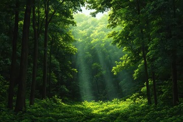 Obraz premium Sunlight streaming through lush green forest, creating a serene and peaceful atmosphere in the heart of nature.