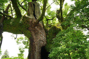 Naklejka premium Dazaifu-Tenmangu in Fukuoka, Japan - 日本 福岡 太宰府天満宮