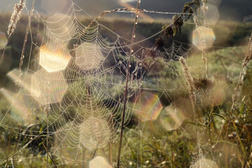 Dew drops on the web glitter in the sun. Halloween mystical backgroun. A spider web in a meadow. Bokeh effect. Play of sun glare. Sunny iridescence. Dawn light. Screensaver with spiderwebs. 