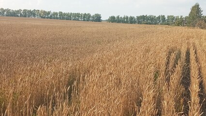 Golden wheat field under clear blue sky and fluffy white clouds on a sunny day. The wheat is fully grown and ready for harvest to be used in making bread, flour, pasta, and other food products.