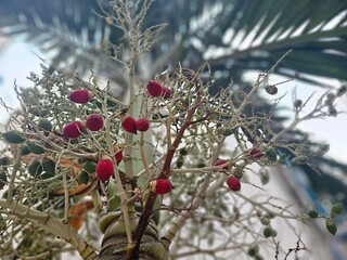 Dried red palm fruit on the tree