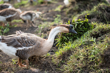 greylag goose family eating grass on field in park, Bangkok, Thailand