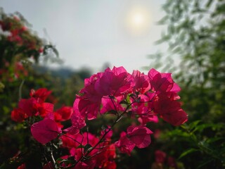 Beautiful light red bougainvillea flowers in the sunlight isolated on blur background