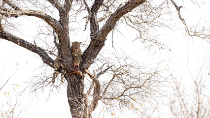 a big male leopard in a tree with his Impala kill
