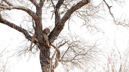 a big male leopard in a tree with his Impala kill