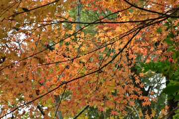 秋の公園、カラフルな紅葉
