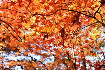 秋の公園、カラフルな紅葉
