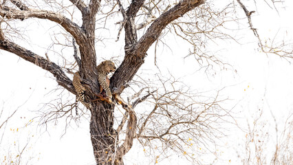 a big male leopard in a tree with his Impala kill