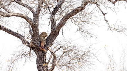 a big male leopard in a tree with his Impala kill