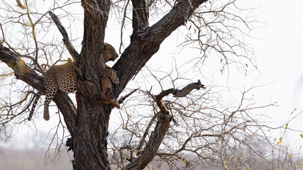 a big male leopard in a tree with his Impala kill