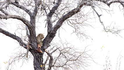 a big male leopard in a tree with his Impala kill