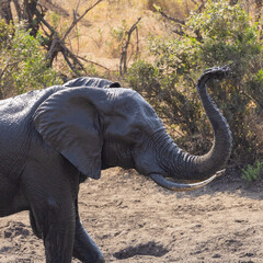 Obraz premium Elephant bull showering with mud