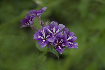 Phlox drummondii grandiflora 'Sugar Stars'