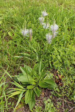 Flowering plantain plantago media in a meadow
