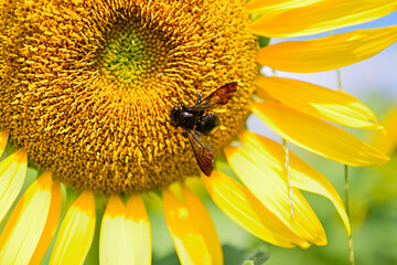 青空に包まれたヒマワリ畑