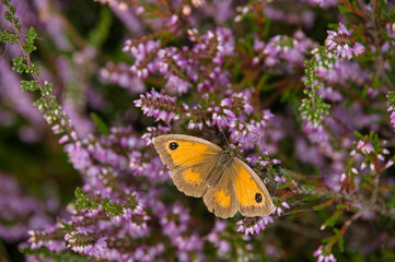 Heide-und Moorgebiet Stratbrechtse Heide in den Niederlanden