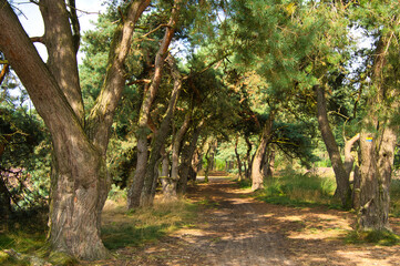 Kiefernwald in den Niederlanden
