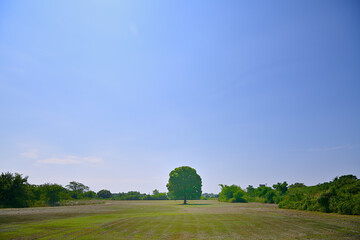 青空に映える一本木