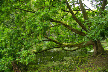 Schöne Bäume in den Niederlanden