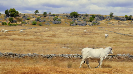 trockene Landschaft in Sumba mit weißen Rindern auf der Weide mit Steinmauer und grünen Bäumen